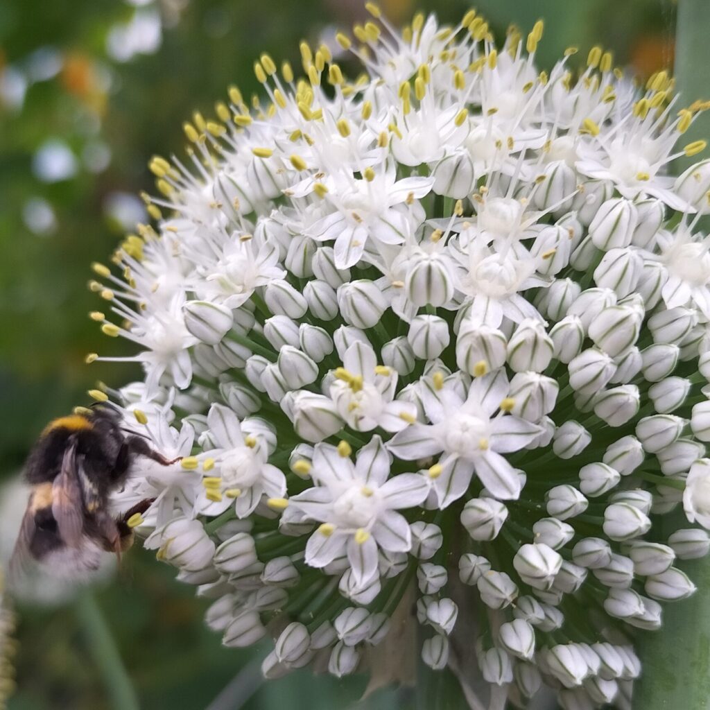 A close-up of a bumblebee collecting pollen from a Senshyu onion’s large, round cluster of small white flowers with yellow stamens, set against a blurred green background.