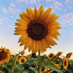 A vibrant Sunflower stands tall facing the camera in a field, with more sunflowers behind it under a blue sky with wispy clouds.