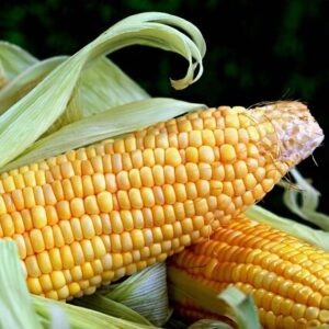 Close-up of Sweet Corn – Golden Bantam with bright yellow kernels and green husk partially peeled back, revealing plump, ripe corn.