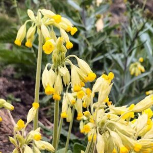 Aqualegia Mix features clusters of pale yellow, bell-shaped blooms on tall stems, surrounded by green foliage—perfect for adding natural beauty to your garden or landscape.