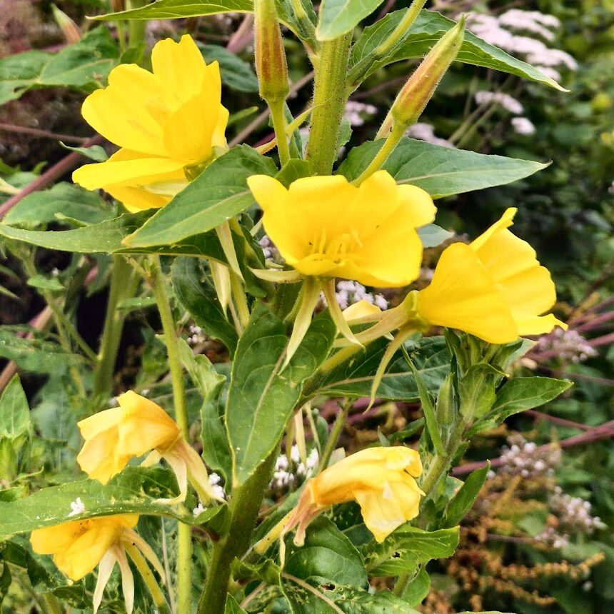 Bright Aqualegia Mix flowers with five petals each bloom on green leafy stems, set against a background of lush foliage and blurred white blooms.
