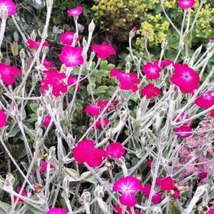 Clusters of vibrant Aqualegia Mix flowers with silvery stems and leaves grow densely among green foliage, accented by hints of yellow blooms in the background, creating a vivid and colorful garden scene.