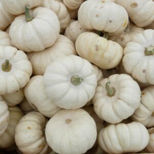 A closely stacked pile of Baby Boo (Cucurbita pepo) pumpkins, small and white with light green stems, displaying round shapes and smooth, slightly ribbed surfaces.