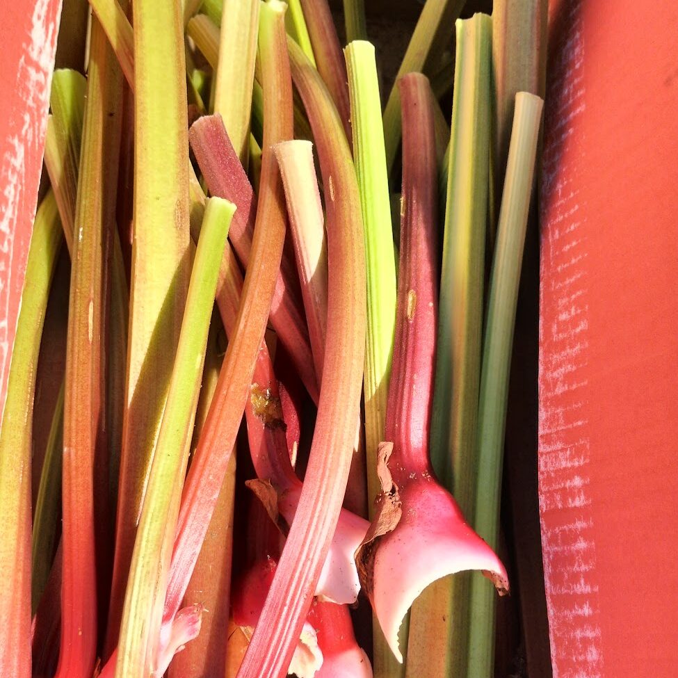 A close-up of Aqualegia Mix flowers, displaying a vibrant assortment of colors, gathered together in a red container.