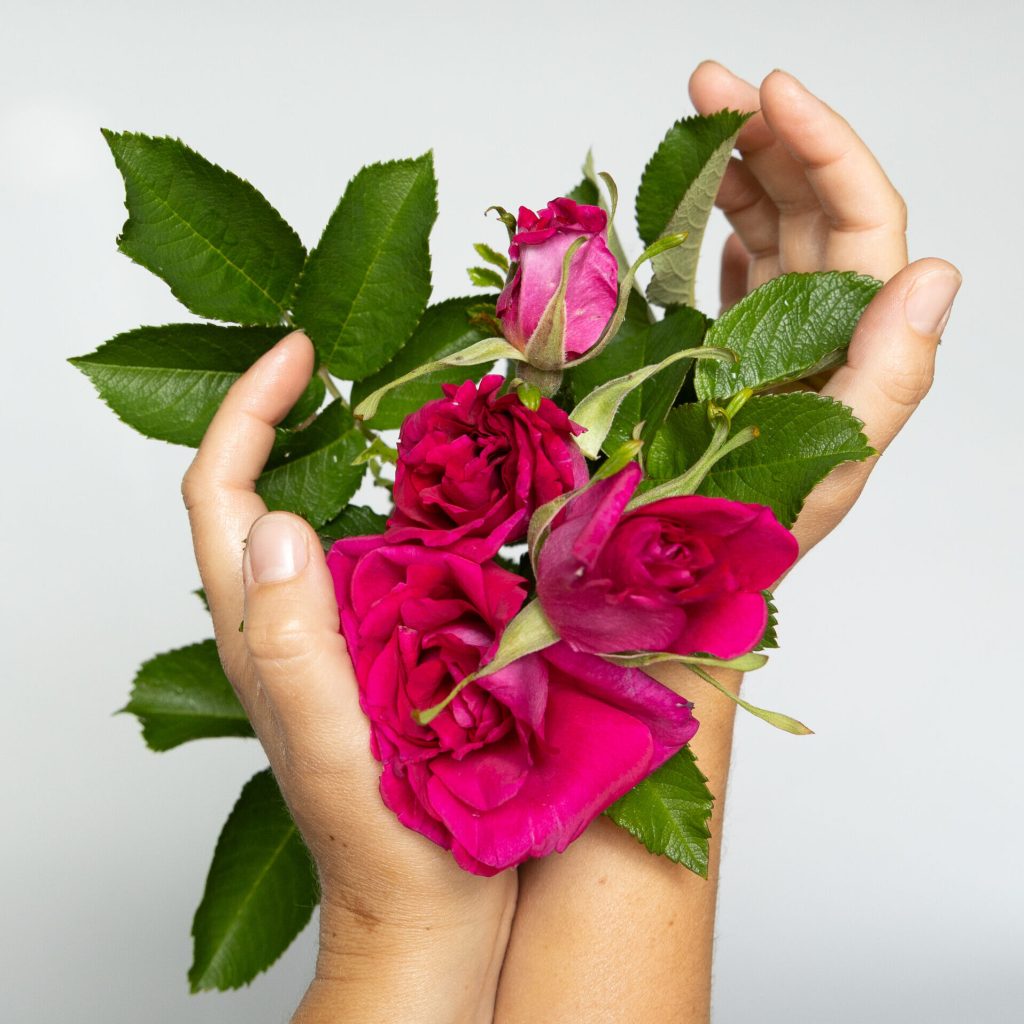 Two hands hold a bouquet of roses