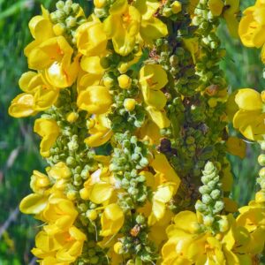 Close-up of vibrant yellow Great Mullein (Verbascum thapsus) flowers blooming on tall spikes, with green buds and leaves against a blurred green background.