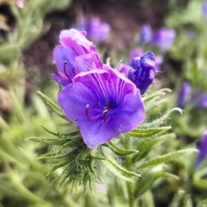 Close-up of a vibrant Aqualegia Mix wildflower with delicate purple petals and prominent stamens, set against green spiky leaves and a softly blurred background of more purple blooms.