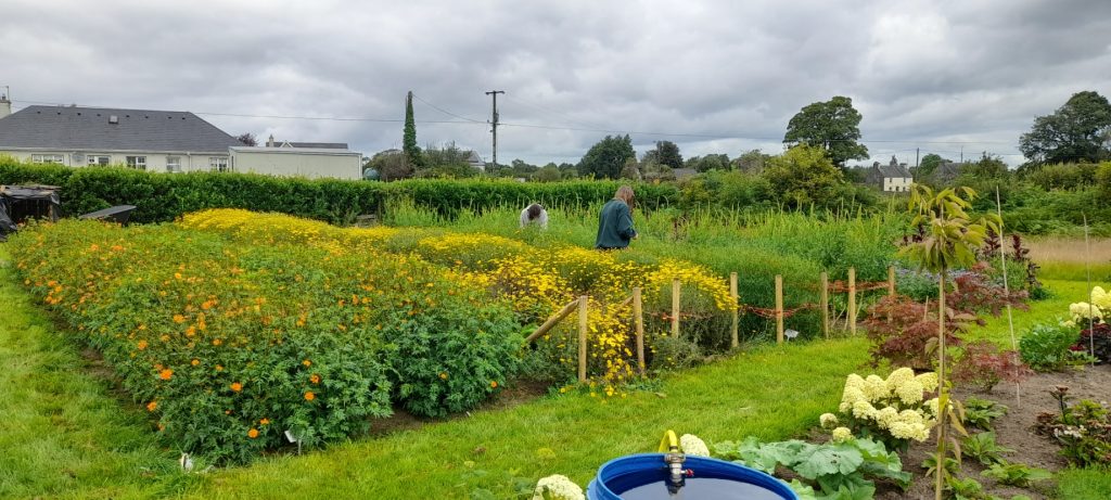 Two people tend to a lush garden with rows of blooming yellow flowers and other plants, under a cloudy sky. A house and trees are visible in the background, with a blue water barrel in the foreground.